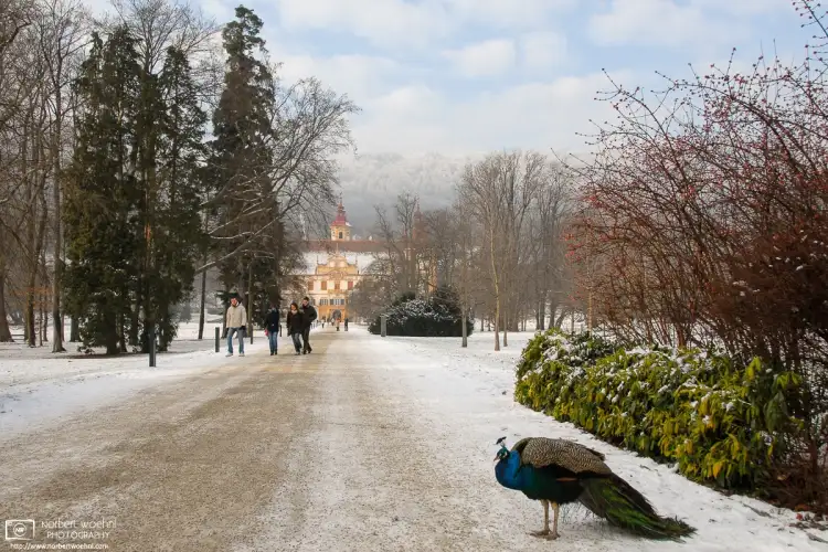 On a winter day along the approach to Schloss Eggenberg (Eggenberg Palace) in Graz, Austria, a peacock is standing by. The birds roam freely around the park.