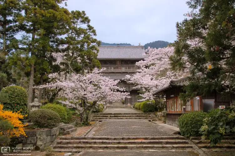 A quiet afternoon visit during cherry blossom season to Tōkōji Temple in the city of Hagi in Yamaguchi Prefecture, Japan.