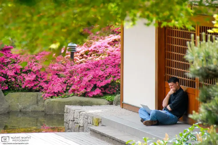 In the Japanese Garden at Planten un Blomen in Hamburg, Germany, a man is captured looking at a laptop computer screen in deep thought.