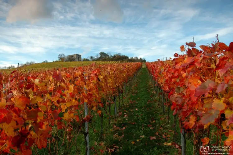 A perspective shot in the vineyards around the ruins of Helfenberg Castle in southwestern Germany, taken on a splendid autumn day.