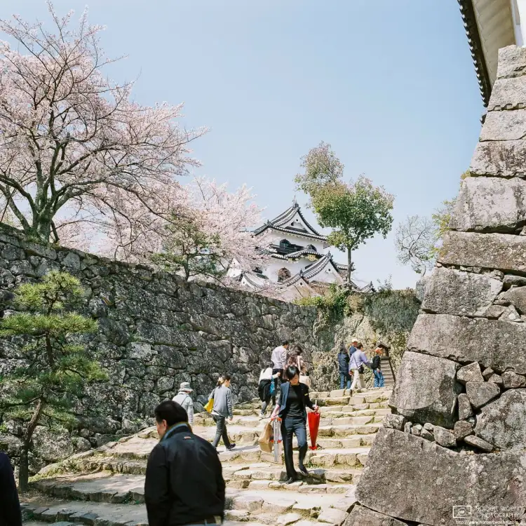During the ascent to Hikone Castle, the main keep comes into view after walking past a grand fortification wall. Hikone Castle is an original castle, i.e. it survived the post-feudal era without experiencing any destruction or reconstruction. It is also one of only four castles in Japan designated as a National Treasure.