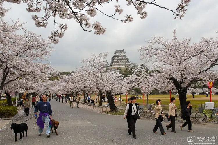Walking the Dogs during peak cherry blossom season at Himeji Castle in Hyogo Prefecture, Japan.