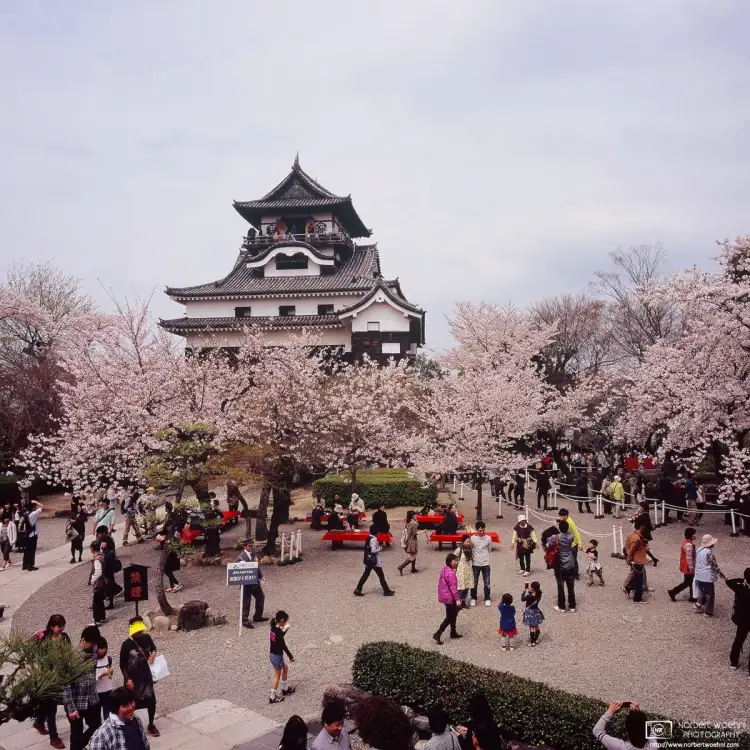 Visitors enjoying Hanami (Cherry Blossom Viewing) at Inuyama Castle in Inuyama, 30 minutes north of Nagoya, Japan.