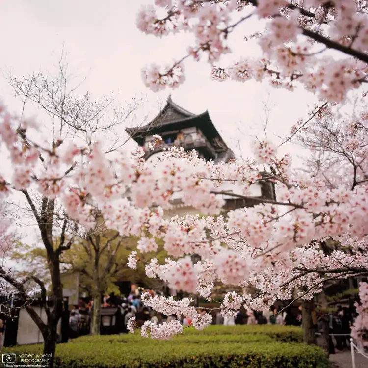 Cherry Blossom Viewing at Inuyama Castle in Inuyama, 30 minutes north of Nagoya, Japan.