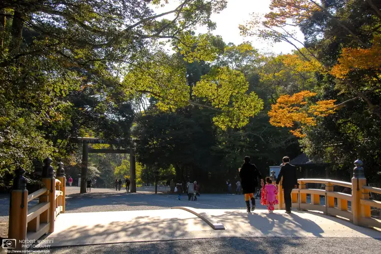 An autumn impression from the Inner Shrine (Naikū) at the Ise Grand Shrine (Ise Jingū) in Mie Prefecture, Japan.
