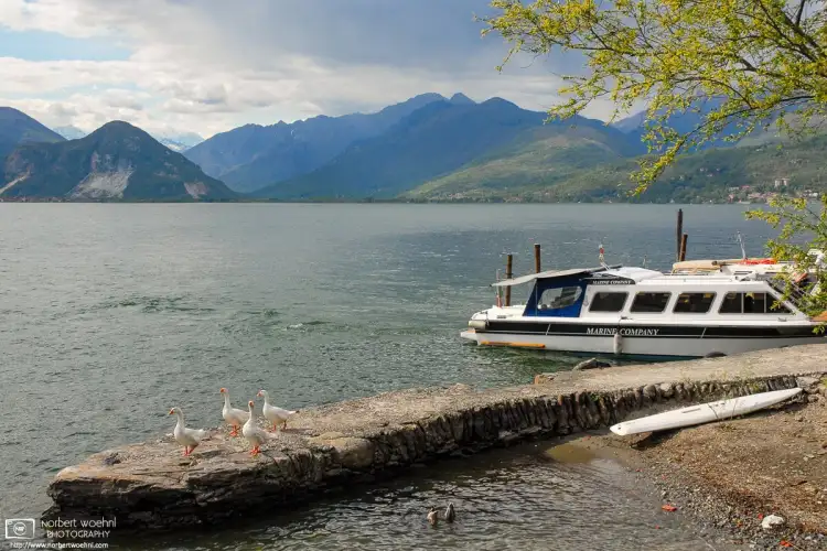 A gaggle of geese are waiting for their boat connection at a dock on Isola Madre, the largest island of the Isole Borromee archipelago in Lake Maggiore, Italy.