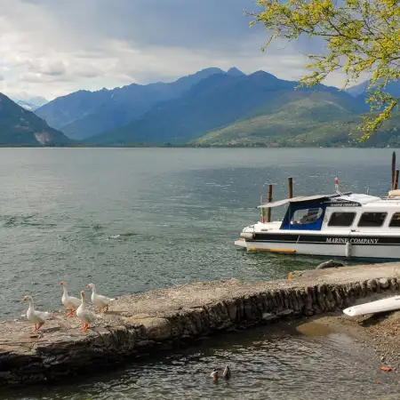 A gaggle of geese are waiting for their boat connection at a dock on Isola Madre, the largest island of the Isole Borromee archipelago in Lake Maggiore, Italy.