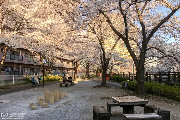 Cherry blossom season in a residential area near Teikyo University in the Itabashi ward of Tokyo, Japan.