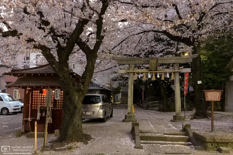An early-evening impression of late cherry blossom season at Koyasu Shrine in the Itabashi Ward of Tokyo, Japan.