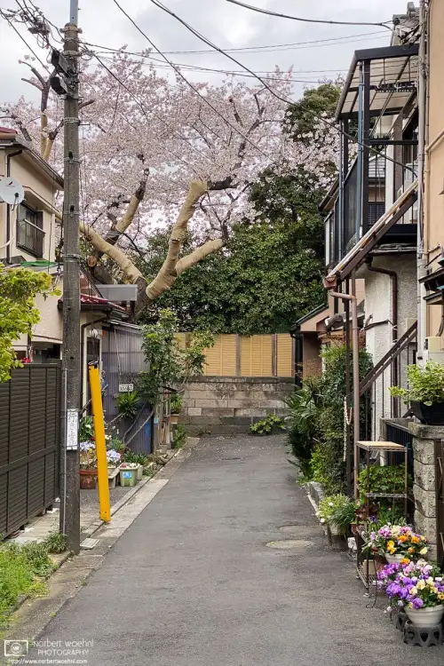 A cherry blossom tree is in full bloom in this dead-end street in the Maenocho area of Itabashi Ward in Tokyo, Japan.