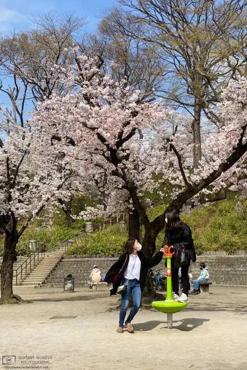 Enjoying the cherry blossom season at a playground in Mitsugi Park, Itabashi Ward, Tokyo, Japan.