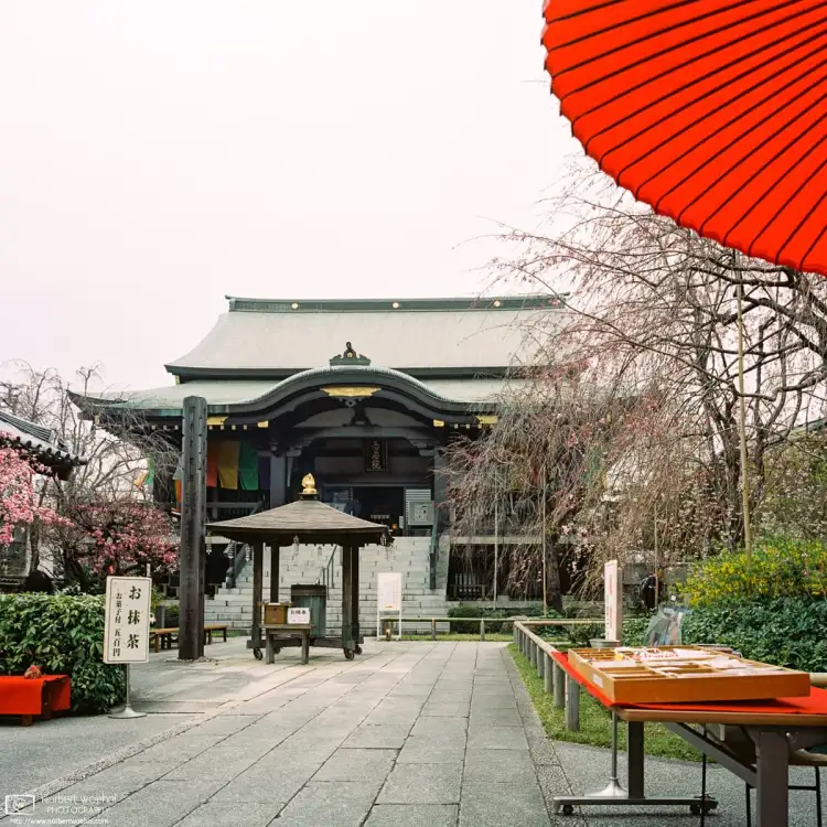An early cherry blossom season visit to Nanzoin Temple in the Itabashi Ward of Tokyo, Japan.