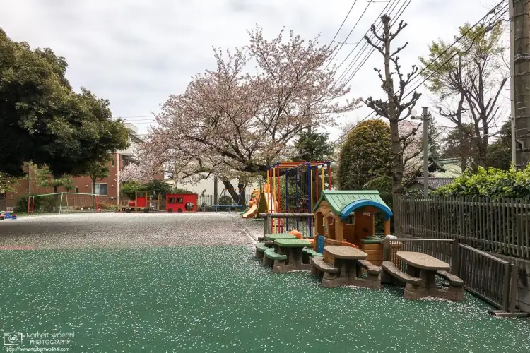 Fallen cherry blossoms at a children’s playground in the Itabashi Ward of Tokyo, Japan.