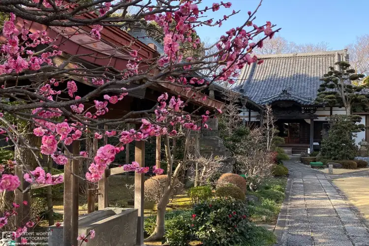 An early February showing of plum blossoms at Ryūfukuji Temple in the Itabashi Ward of Tokyo, Japan.