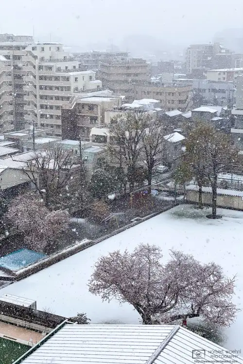 A sudden snowy episode during the cherry blossom season at the end of March, in a neighborhood of Itabashi Ward in Tokyo, Japan.