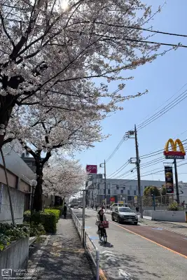 Urban cherry blossoms in the Maenocho district of Itabashi Ward in Tokyo, Japan.