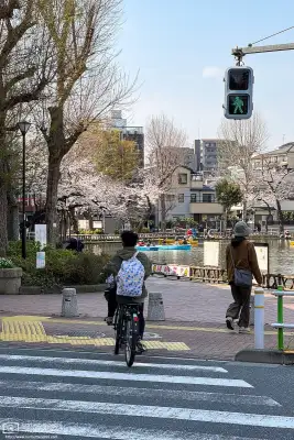 Urban cherry blossoms in the Maenocho district of Itabashi Ward in Tokyo, Japan.