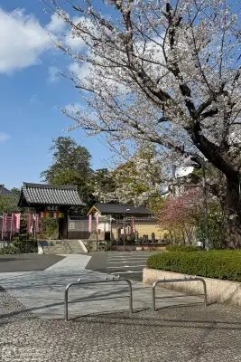 Urban cherry blossoms in the Maenocho district of Itabashi Ward in Tokyo, Japan.