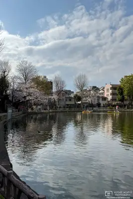 Urban cherry blossoms in the Maenocho district of Itabashi Ward in Tokyo, Japan.