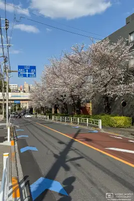 Urban cherry blossoms in the Maenocho district of Itabashi Ward in Tokyo, Japan.