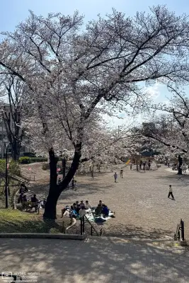 Urban cherry blossoms in the Maenocho district of Itabashi Ward in Tokyo, Japan.
