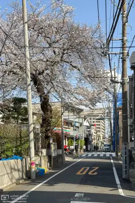 Urban cherry blossoms in the Maenocho district of Itabashi Ward in Tokyo, Japan.
