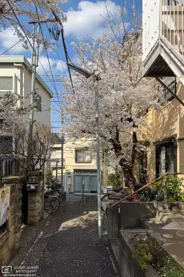 Urban cherry blossoms in the Maenocho district of Itabashi Ward in Tokyo, Japan.