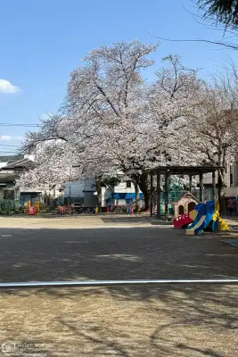 Urban cherry blossoms in the Maenocho district of Itabashi Ward in Tokyo, Japan.