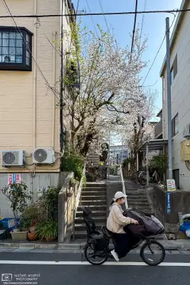 Urban cherry blossoms in the Maenocho district of Itabashi Ward in Tokyo, Japan.