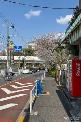 Urban cherry blossoms in the Maenocho district of Itabashi Ward in Tokyo, Japan.