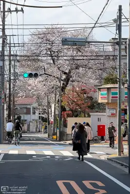 Urban cherry blossoms in the Maenocho district of Itabashi Ward in Tokyo, Japan.