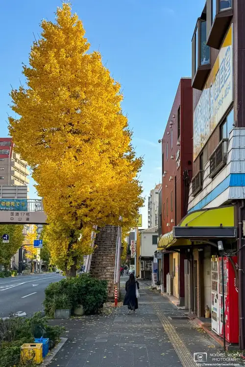Along the Nakasendo in the Itabashi Ward of Tokyo, Japan, a ginkgo tree is displaying its golden autumnal foliage.