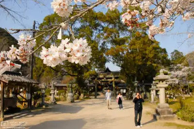 At Kikko Shrine in Iwakuni City, Yamaguchi Prefecture, visitors are walking on the grounds, some of them photographing cherry blossoms that are in full bloom.