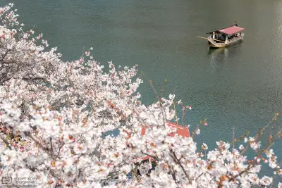A boat on the Nishiki River in Iwakuni City, Yamaguchi Prefecture, is approaching the shore that is lined with cherry trees in full bloom.