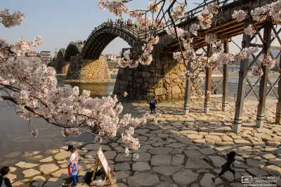 Kintai Bridge in Iwakuni, Yamaguchi Prefecture, Japan, during cherry blossom season. The bridge spans the Nishiki River in a series of five wooden arches.