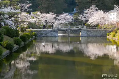 At Kikko Park in Iwakuni City, Yamaguchi Prefecture, a swan is swimming in a pond that is surrounded by blossoming cherry trees which are reflected off the water's surface.