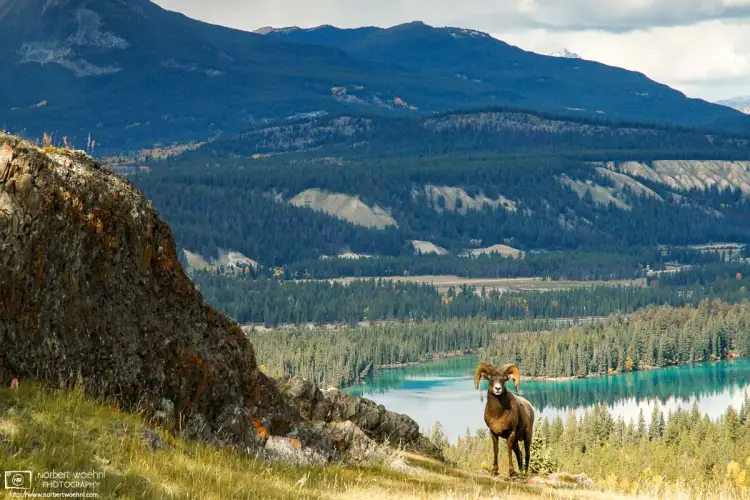 A bighorn sheep is posing amidst alpine scenery along the Old Fort Point trail east of Jasper Townsite in Alberta, Canada.