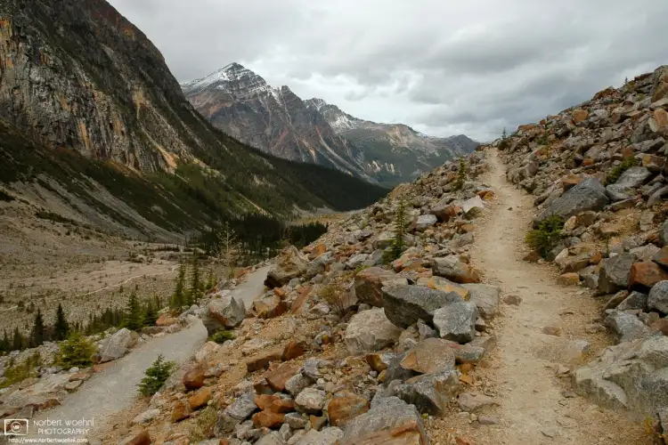 A scenic view on an overcast day along the lower area of Cavell Meadows Trail in Jasper National Park in the Canadian Rockies.