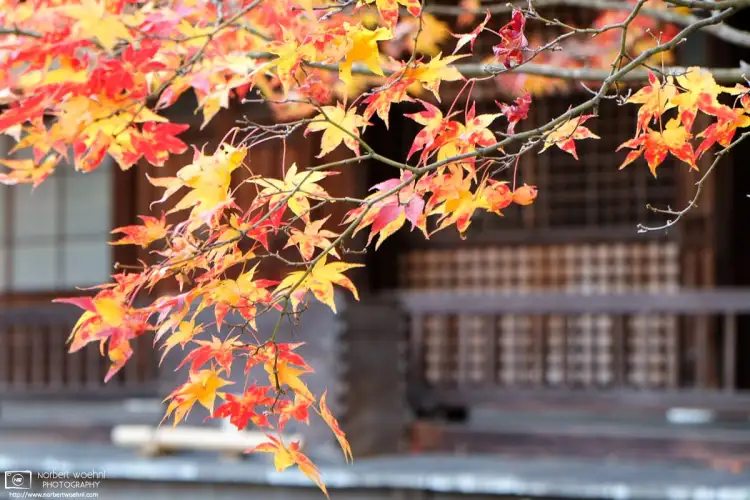 Autumn foliage at the peak of the season at Jojakkoji, a 400-year-old temple located on a hillside near the famous bamboo grove in Arashiyama, Kyoto.