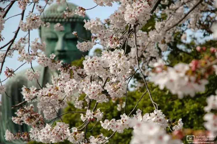 A view of the Daibutsu (Great Buddha) in Kamakura, Japan, during the Cherry Blossom Season.