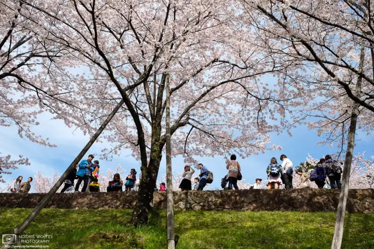 People enjoying Hanami (cherry blossom viewing) at the Keage Incline in Higashiyama, Kyoto, Japan.