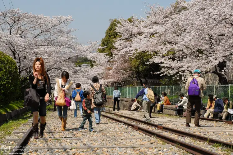 Visitors enjoying the Cherry Blossoms along the Keage Incline in the Higashiyama district of eastern Kyoto, Japan.