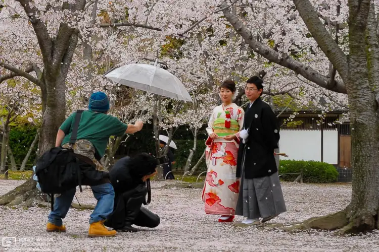 During cherry blossom season, a man and woman wearing kimono are in a photo shoot at Korakuen in Okayama City. A photographer's assistant is holding an umbrella over the professional photographer. The ground is covered in white petals.