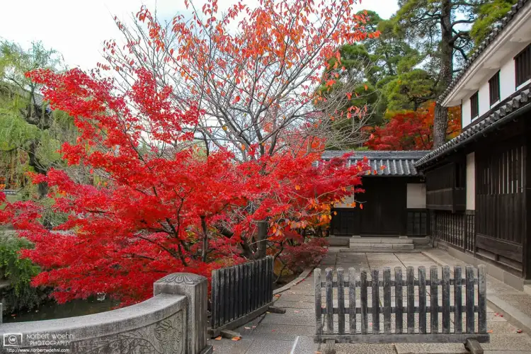 Autumn is packing a punch at this historic corner in the Bikan District of Kurashiki in Okayama Prefecture, Japan.