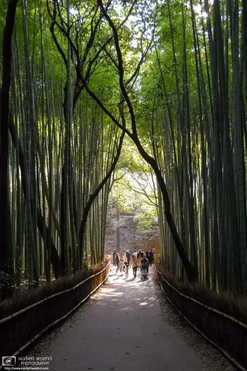 The Arashiyama Bamboo Grove, located in the western part of Kyoto, Japan, is one of the city’s most visited and photographed sights.