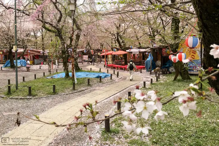 Late cherry blossoms at Hirano Jinja, Kyoto, Japan. Petals are falling to the ground, and food and drink outlets are slowly but surely wrapping up business for the season.