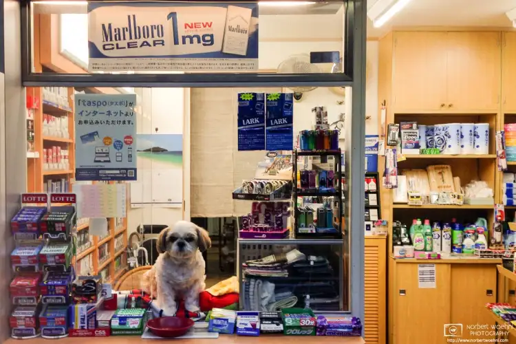 A dog attending to a small shop selling tobacco and other goods in the Gion district of Kyoto, Japan.