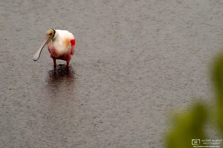 A Roseate Spoonbill (Platalea ajaja) is seen during pouring rain at Merritt Island National Wildlife Refuge, Florida.