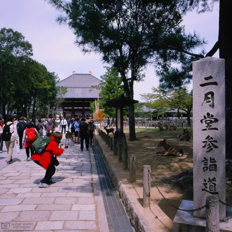 A visitor photographing deer outside Todaiji Temple in Nara, Japan. Shot on 16-years-expired Fuji Astia film.