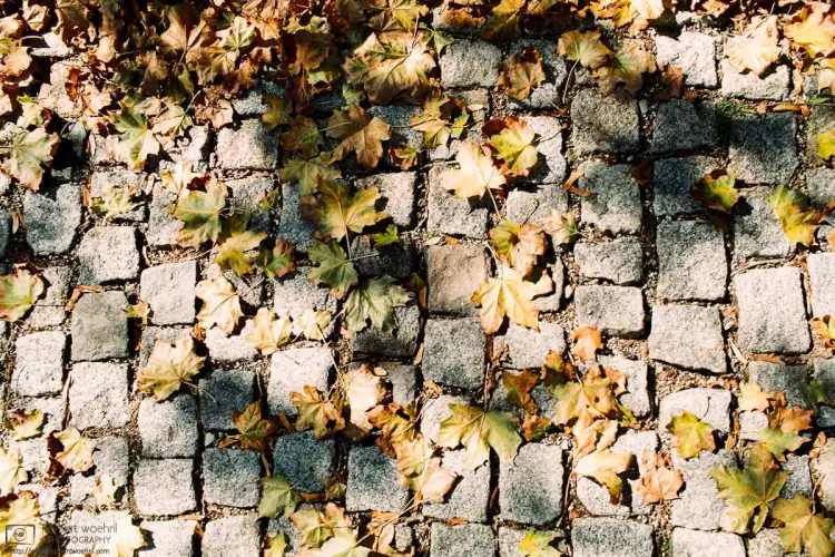 Fallen autumn leaves and cobblestone pavement blending into a nice seasonal pattern in the southwest-German village of Neckartailfingen.